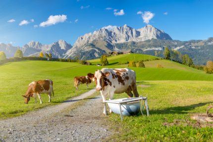 Tirol Berge Kühe Alpen