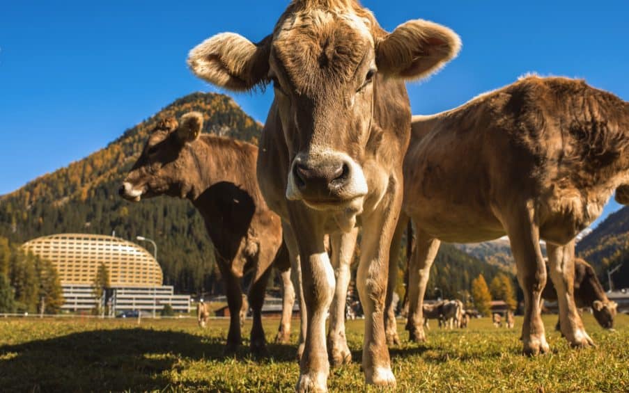 Schweiz Kühe Alpen Tirol
