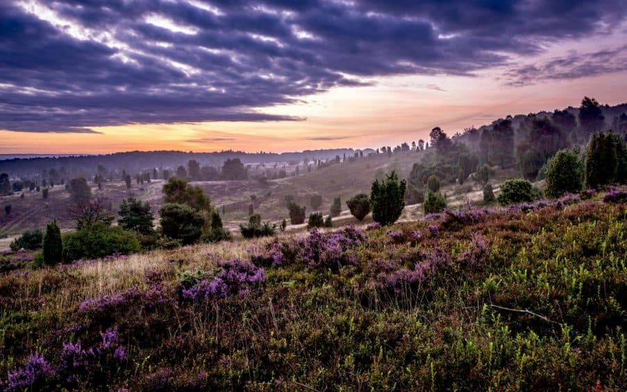 4 Tage zur Heideblüte in der Lüneburger Heide - Für schöne Busreisen ...